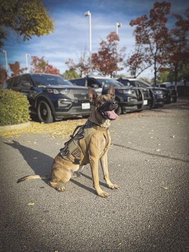 LPD Canine Gets New Gear