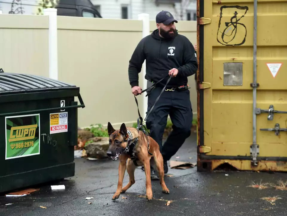 New Haven police dogs learn city tracking skills