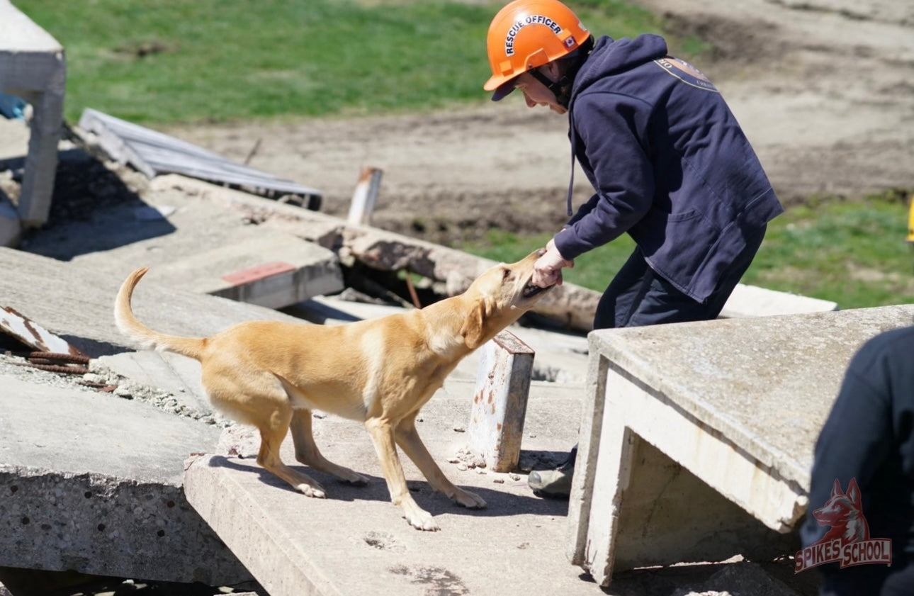 Search dogs of the future trained in Xenia