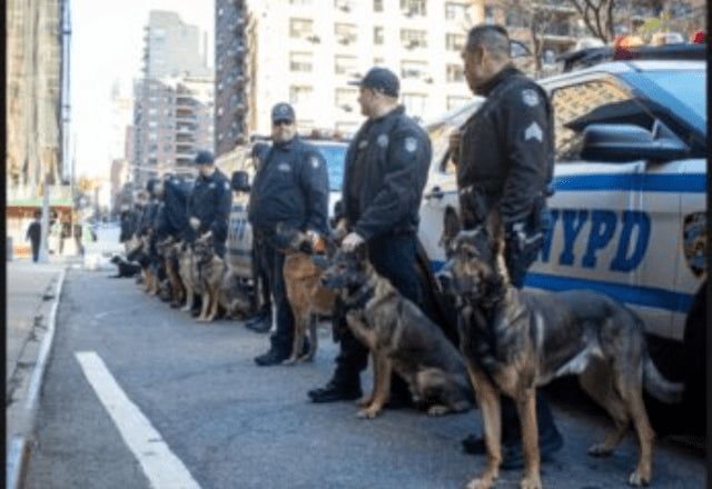 Caring for Police Canines