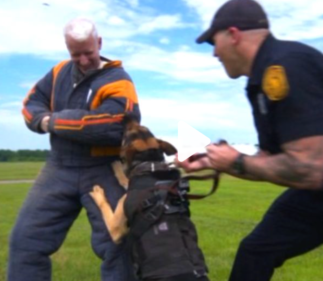 Keeping Working Police Dogs Safe