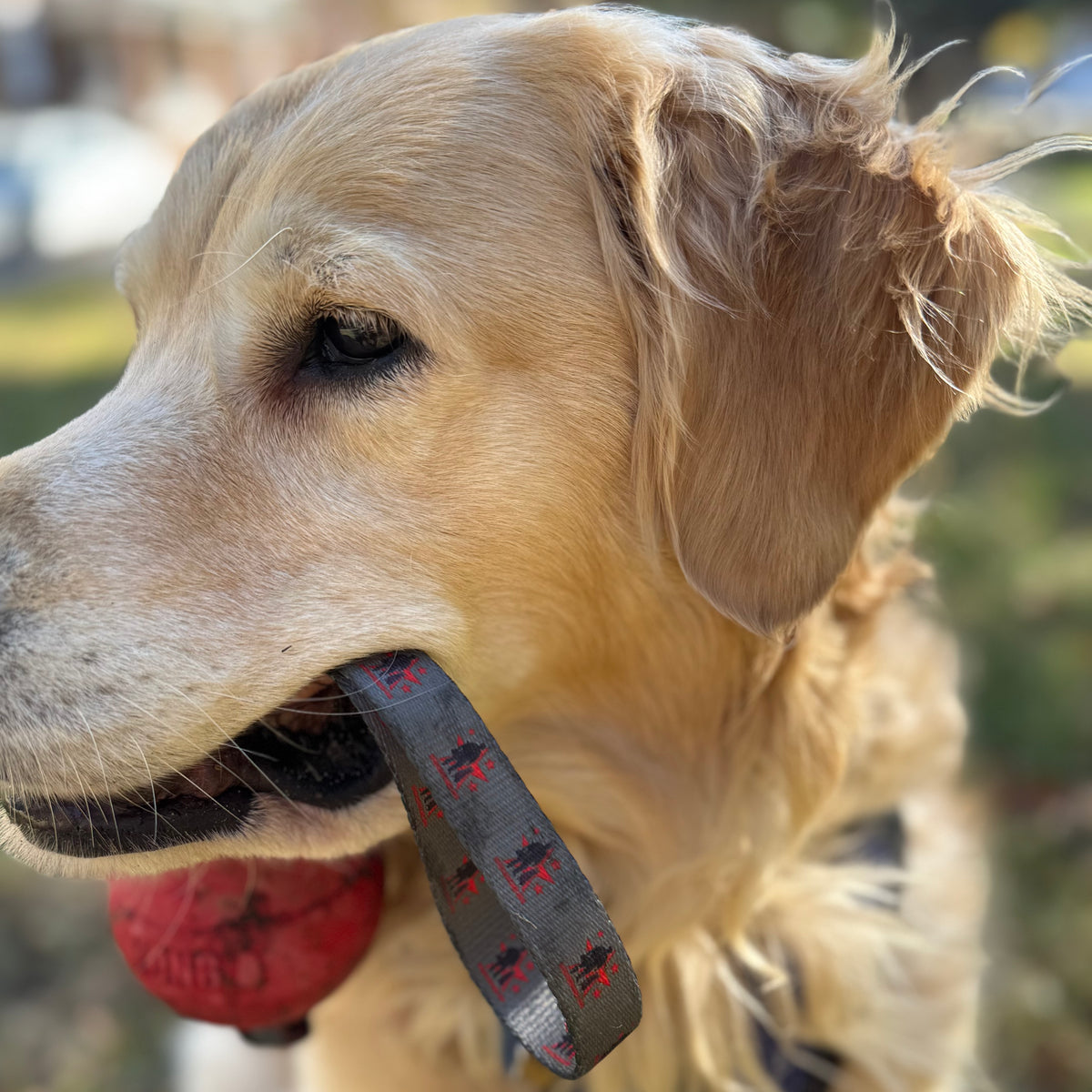Spike&#39;s Kong Ball Reward