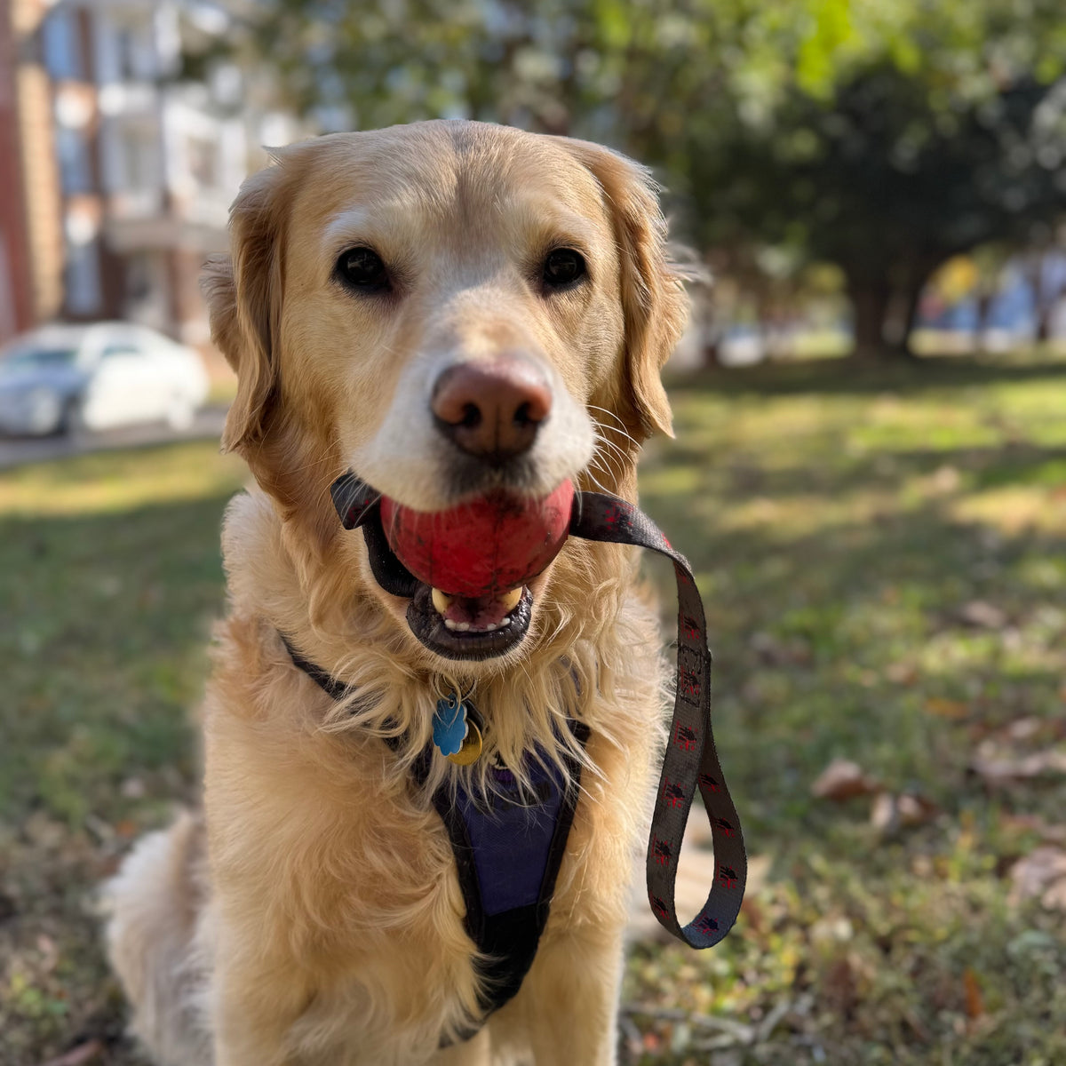 Spike&#39;s Kong Ball Reward