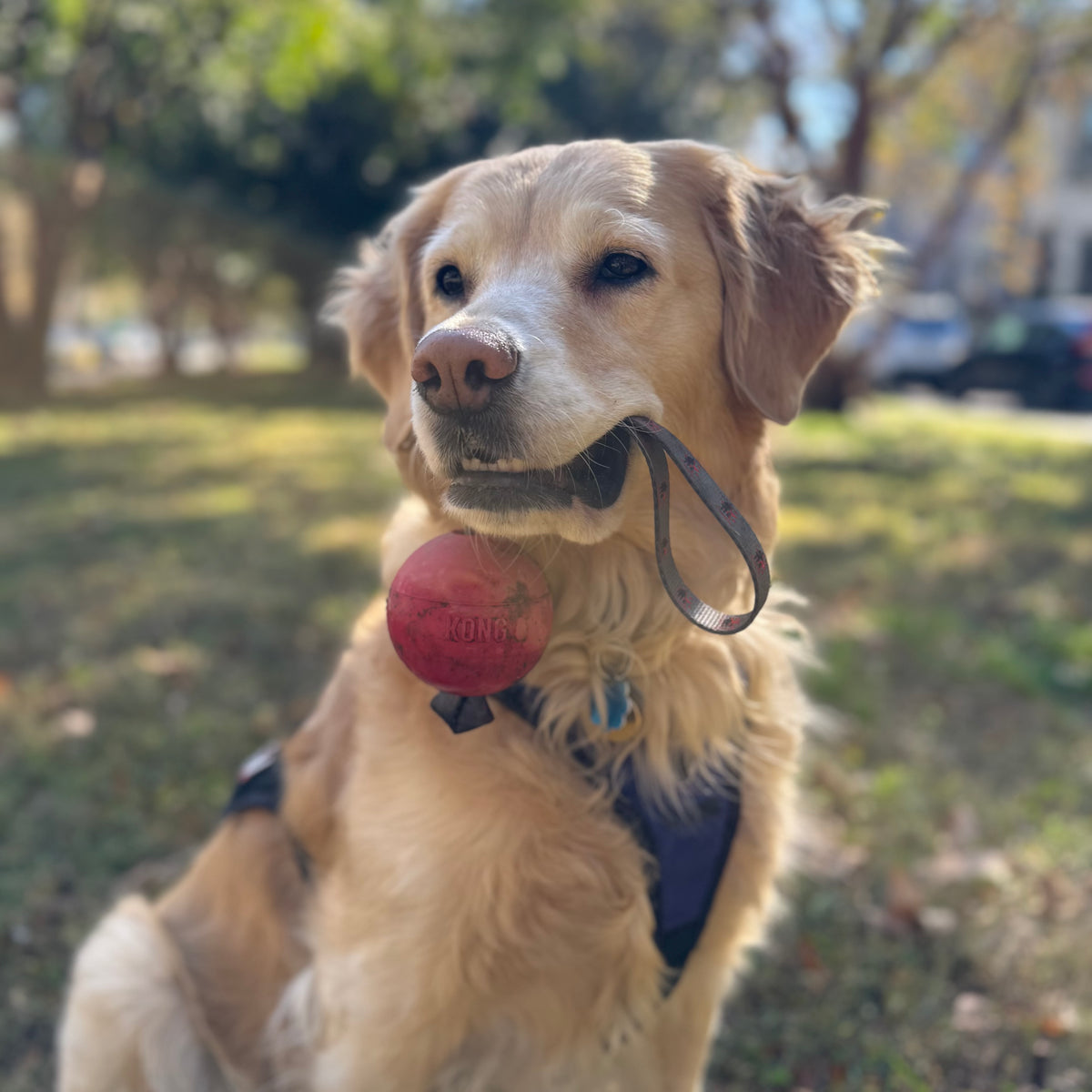Spike&#39;s Kong Ball Reward
