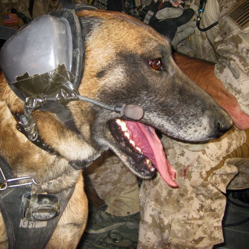 Combat Dog Diesel Medical Campaign
