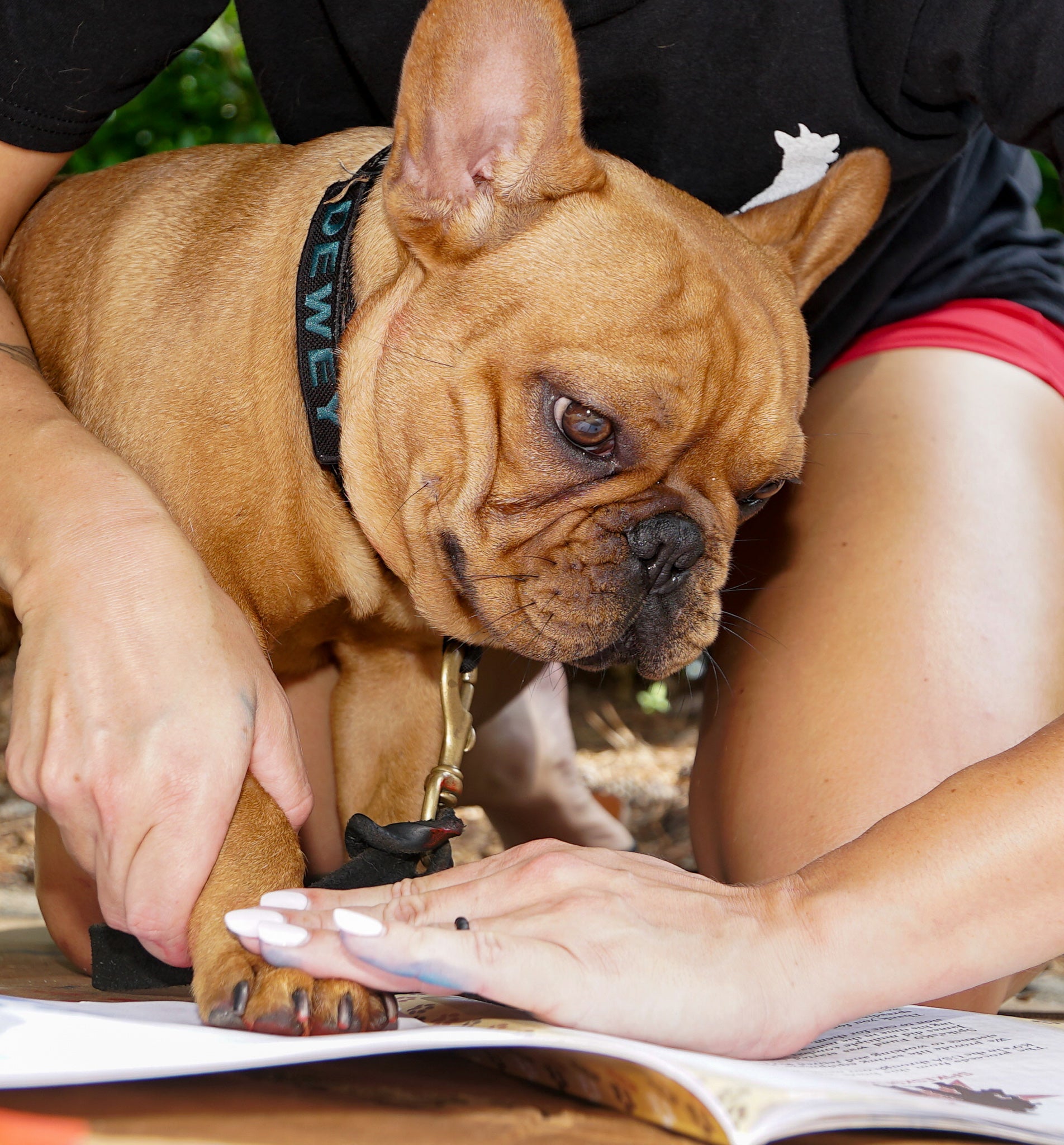 Dewey the Puppy Book