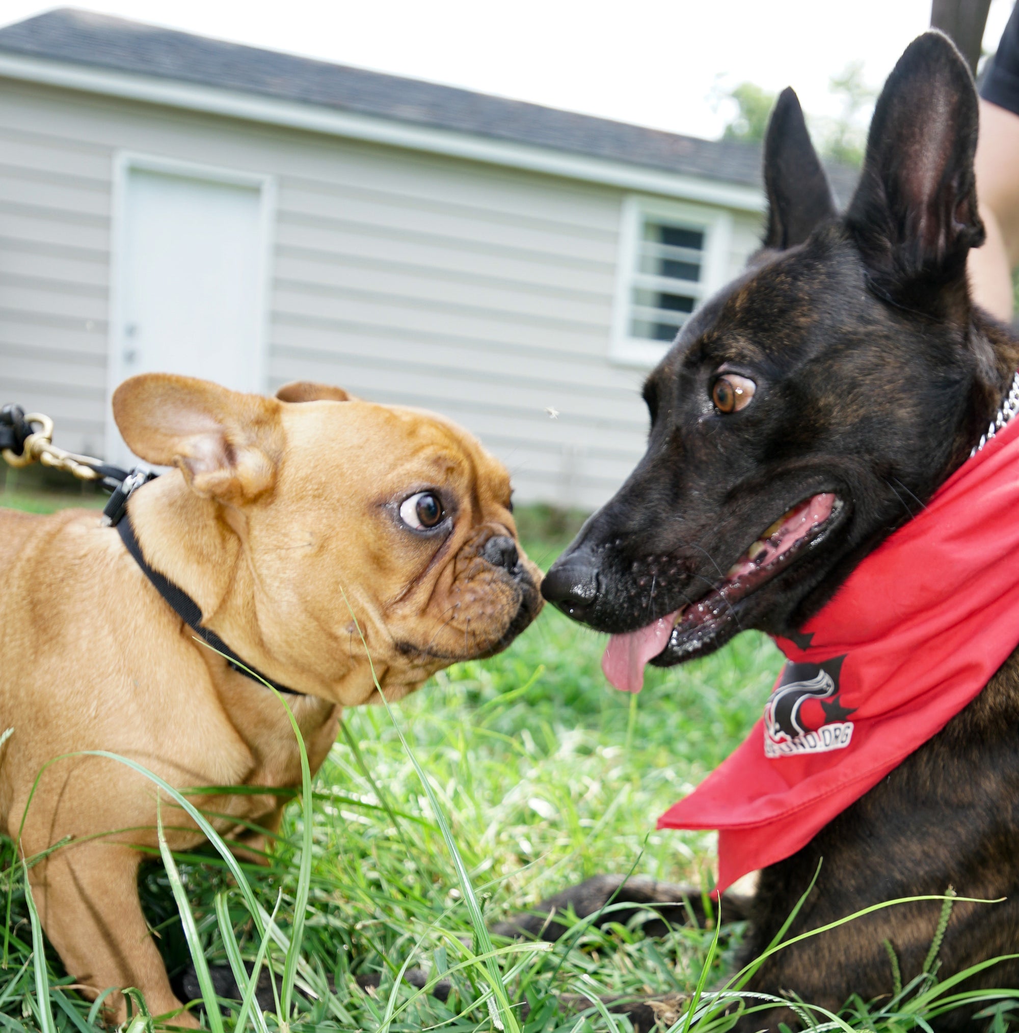 Dewey the Puppy Book